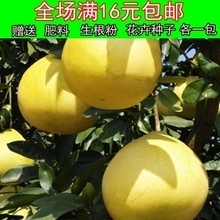 黃金柚子樹苗產品參考信息及批發指南
