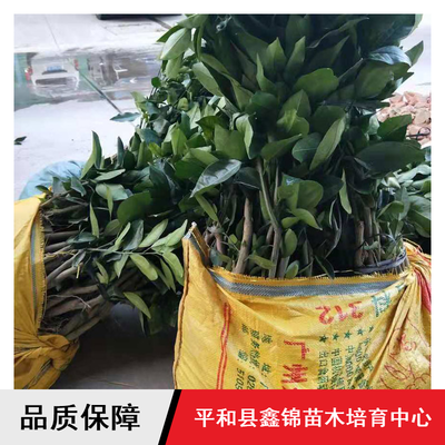 鑫錦純正蜜柚苗供應(yīng)與批發(fā)指南 紅心柚、三紅蜜柚、黃金蜜柚樹(shù)苗選購(gòu)全解析