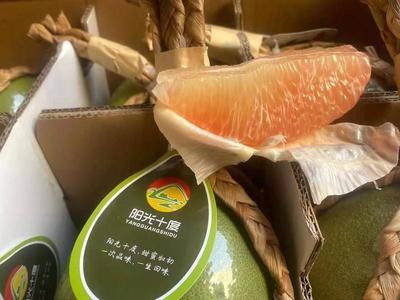 廣西憑祥泰國(guó)青皮紅心柚 高性?xún)r(jià)比的優(yōu)質(zhì)果品批發(fā)選擇