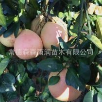 2019年湖北柚子樹苗廠商報(bào)價(jià)與批發(fā)市場(chǎng)動(dòng)態(tài)