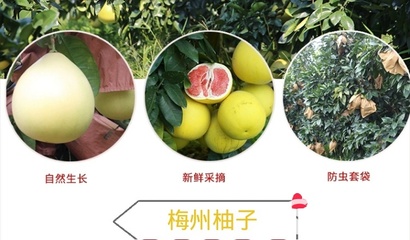 從梅州果園到中秋餐桌 三紅蜜柚批發(fā)與電商合作新機(jī)遇